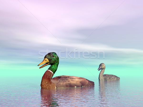 Mallard ducks couple - 3D render Stock photo © Elenarts