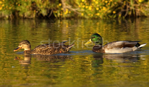 Mallard or wild duck couple, anas platyrhynchos Stock photo © Elenarts