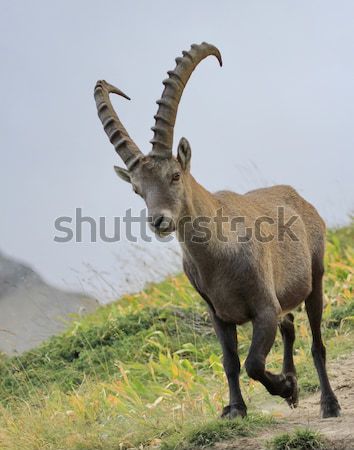 Male wild alpine, capra ibex, or steinbock Stock photo © Elenarts