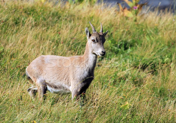 Wild alpine ibex - steinbock Stock photo © Elenarts