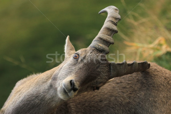 Wild alpine ibex - steinbock scratching Stock photo © Elenarts