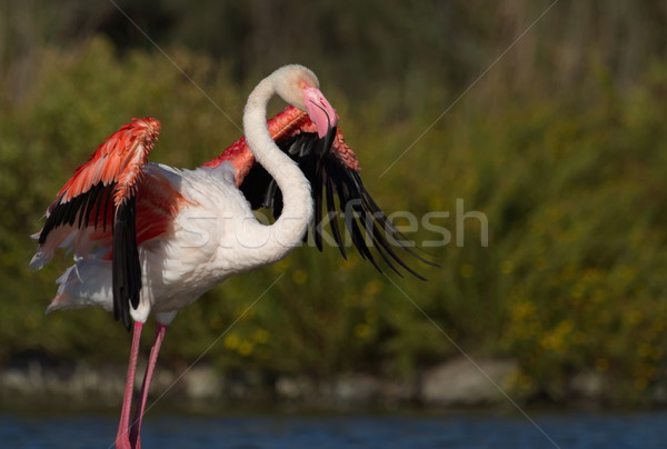 Greater flamingo, phoenicopterus roseus, Camargue, France Stock photo © Elenarts