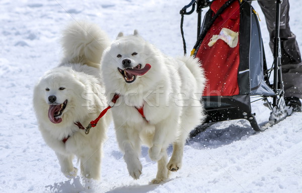 Sled samoyed dogs in speed racing, Moss, Switzerland Stock photo © Elenarts