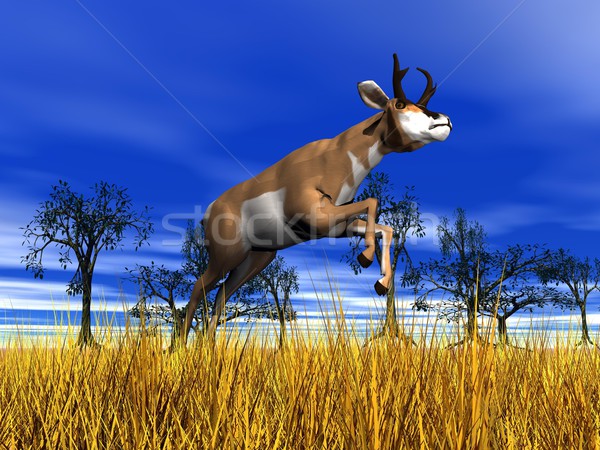 Pronghorn antelope jumping Stock photo © Elenarts