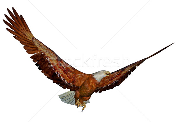 American bald eagle - 3D render Stock photo © Elenarts