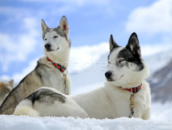Siberian husky dog in the snow Stock photo © Elenarts
