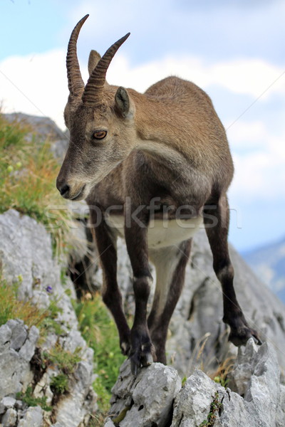 Wild alpine ibex - steinbock portrait Stock photo © Elenarts