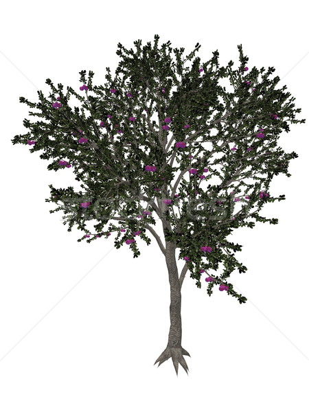 Blackthorn or sloe tree - 3D render Stock photo © Elenarts