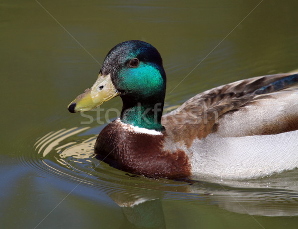 Male mallard duck on water Stock photo © Elenarts