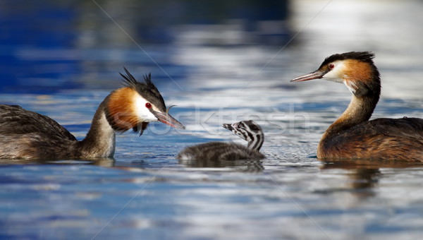 Crested grebe, podiceps cristatus, ducks family Stock photo © Elenarts