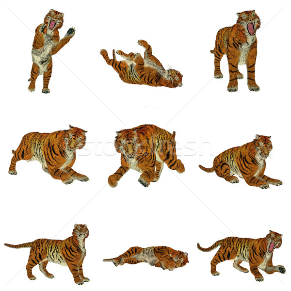 Set of tiger poses Stock photo © Elenarts