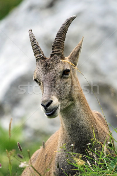 Female wild alpine ibex - steinbock portrait Stock photo © Elenarts