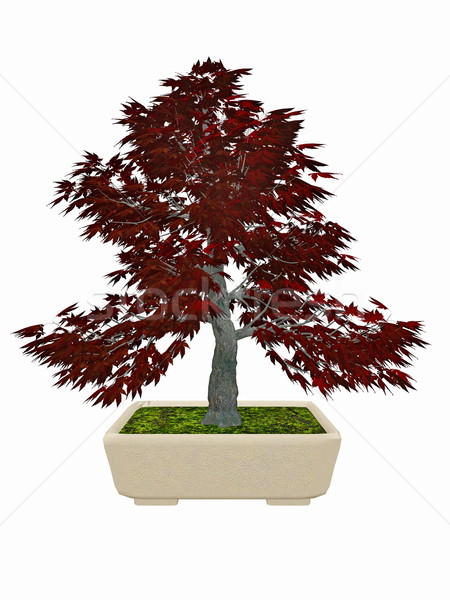 Japenese maple tree bonsai - 3D render Stock photo © Elenarts