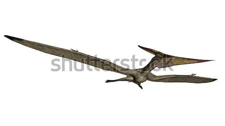 Pteranodon flying - 3D render Stock photo © Elenarts