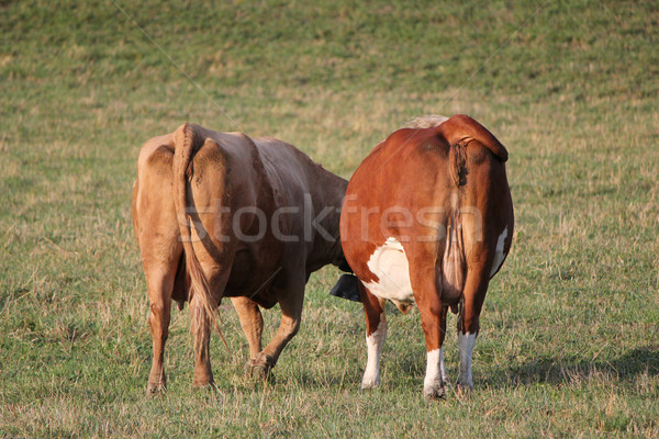 Stock fotó: Kettő · tehenek · mögött · hát · legelő · természet