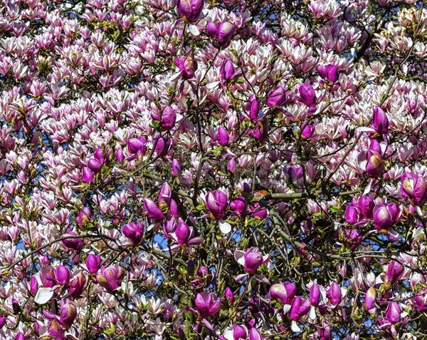 Magnólia flores branco rosa roxo flor Foto stock © Elenarts