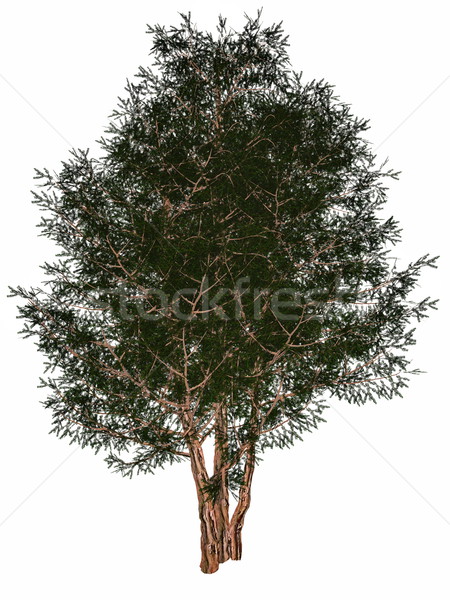 English or European yew, taxus baccata tree - 3D render Stock photo © Elenarts