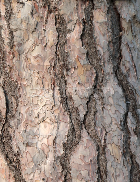 樹皮 · 質地 · 關閉 · 樹 / close up of a black pine trunk bark