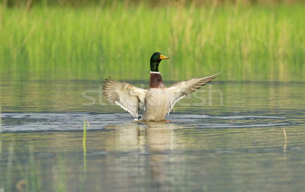 Male mallard duck shaking wings Stock photo © Elenarts
