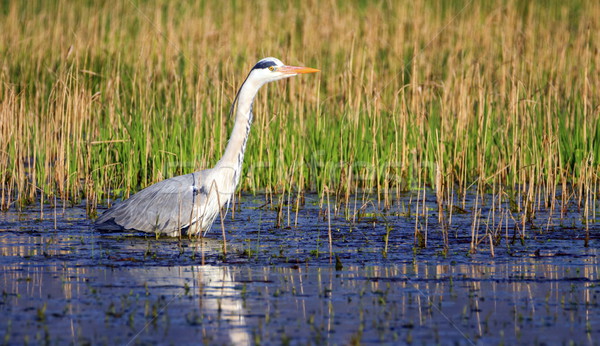 Grey heron, ardea cinerea, in a pond Stock photo © Elenarts