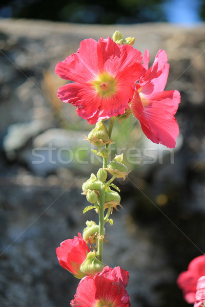 Rosso hibiscus fiore bella open primavera Foto d'archivio © Elenarts