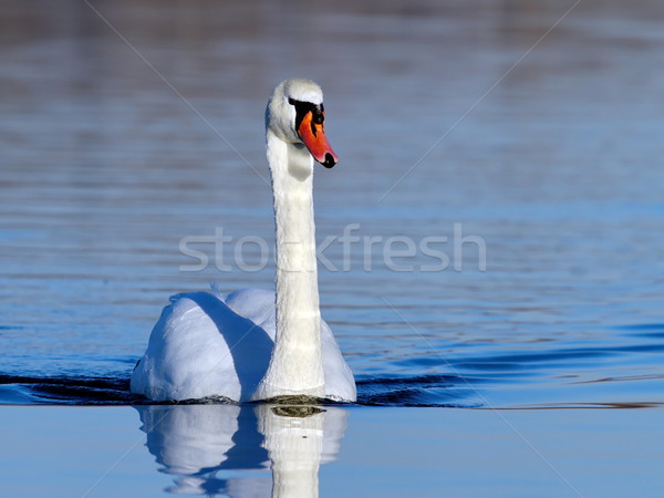Silenziare Swan acqua uno blu Foto d'archivio © Elenarts