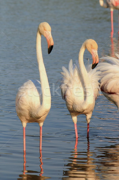 Flamingos Stock photo © Elenarts
