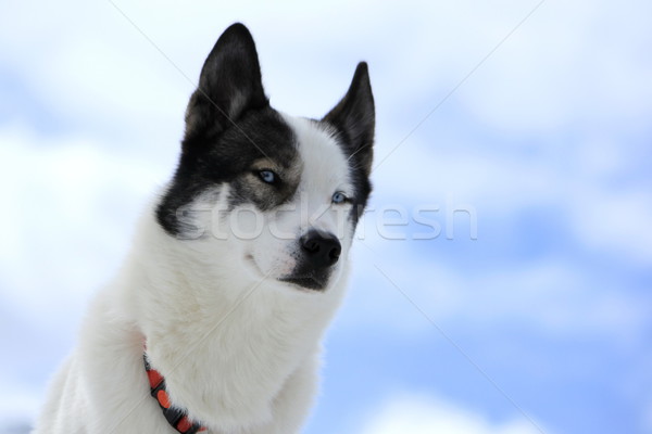 Siberian husky dog portrait Stock photo © Elenarts