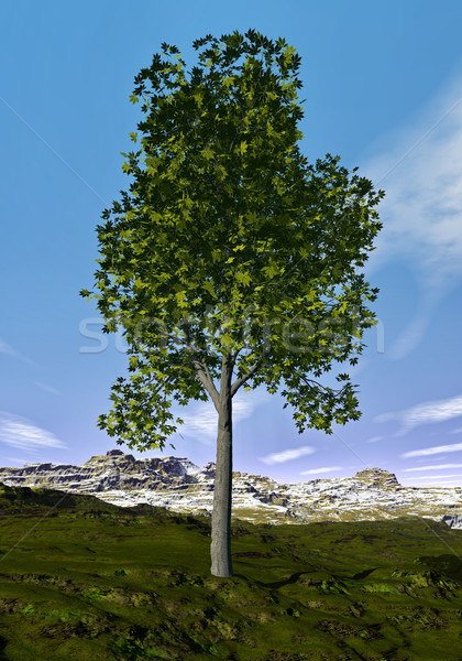 Ohio buckeye tree - 3D render Stock photo © Elenarts