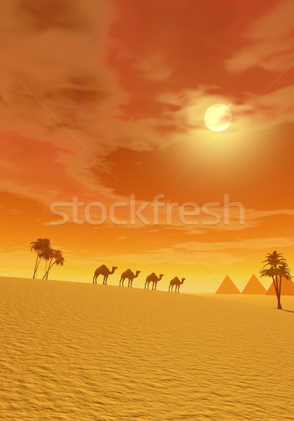 Wielbłądy pustyni spaceru piramidy drzewo słońce Zdjęcia stock © Elenarts