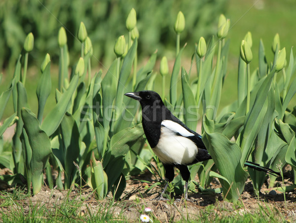 Magpie bird among tulips Stock photo © Elenarts