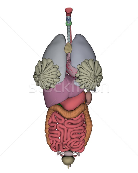 Stock photo: Female organs - 3D render