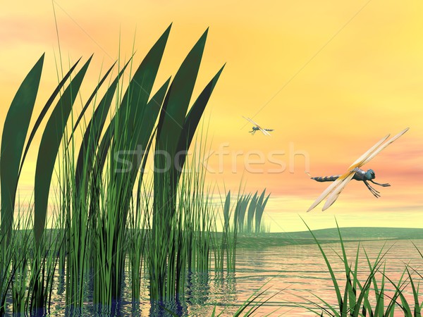 Dragonflies upon pond Stock photo © Elenarts