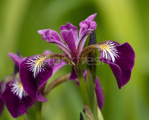 Harlequin, larger or northern blue flag, iris versicolor Stock photo © Elenarts