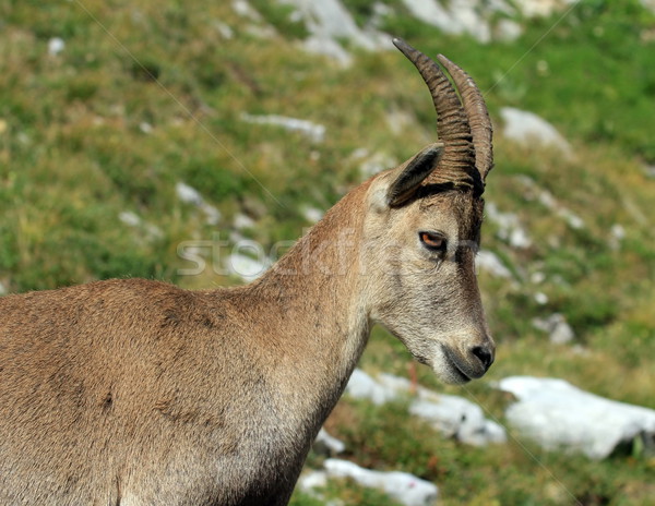 Wild alpine ibex - steinbock portrait Stock photo © Elenarts