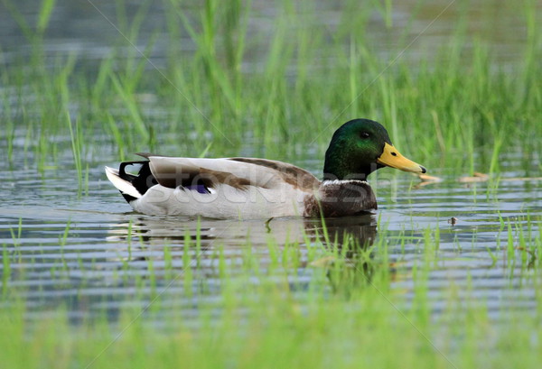 Male mallard or wild duck, anas platyrhynchos, portrait Stock photo © Elenarts