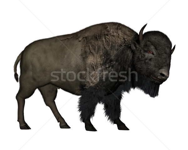 Bison Fuß 3d render isoliert weiß Kuh Stock foto © Elenarts