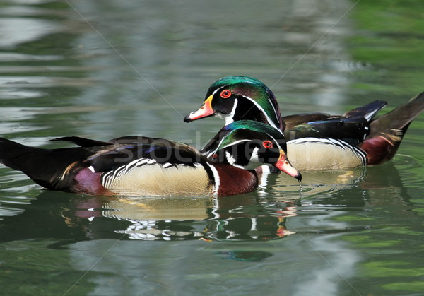Male wood duck Stock photo © Elenarts