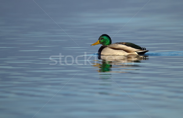 Mallard duck on a pond Stock photo © Elenarts