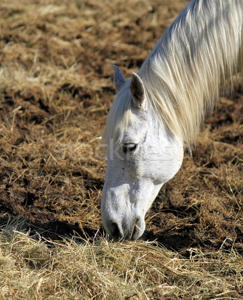 Camargue horse, France Stock photo © Elenarts