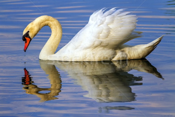 Silenciar cisne agua amor naturaleza Foto stock © Elenarts