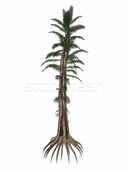 Tempskya prehistoric tree fern - 3D render Stock photo © Elenarts