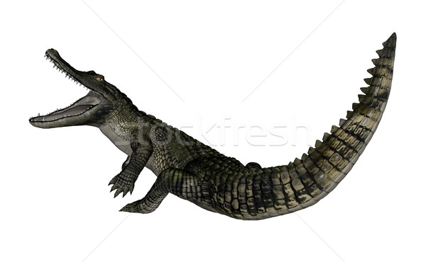 Caiman roaring up - 3D render Stock photo © Elenarts