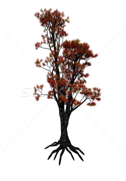Cedru copac roşu izolat alb primăvară Imagine de stoc © Elenarts