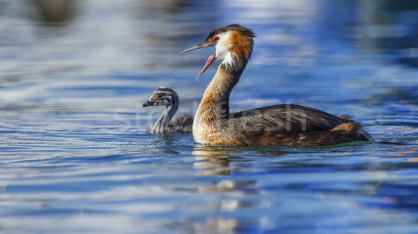 Crested grebe, podiceps cristatus, duck and baby Stock photo © Elenarts