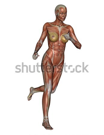 Kobieta uruchomiony 3d muskularny odizolowany biały Zdjęcia stock © Elenarts