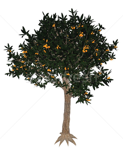 Japanese medlar tree - 3D render Stock photo © Elenarts