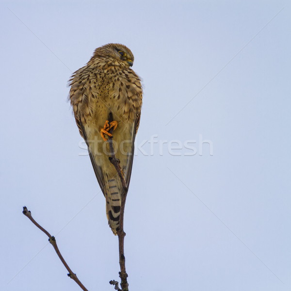 Female common kestrel, falco tinnunculus Stock photo © Elenarts