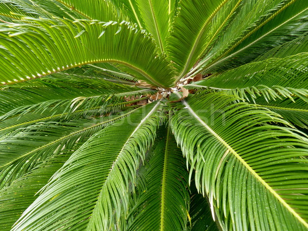Palm tree leaves Stock photo © Elenarts
