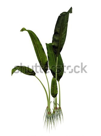 Macrotaeniopteris magnifolia prehistoric plant - 3D render Stock photo © Elenarts